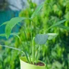Peace-Lily-Plant-With-White2