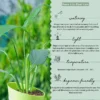 Peace-Lily-Plant-With-White3