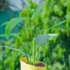 Peace-Lily-Plant-With-yellow2