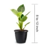 Philodendron-Birkin-plant2
