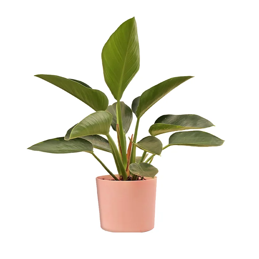 Philodendron-Congo-Plant