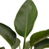 Philodendron-Congo-Plant2
