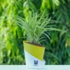 Spider-Plant