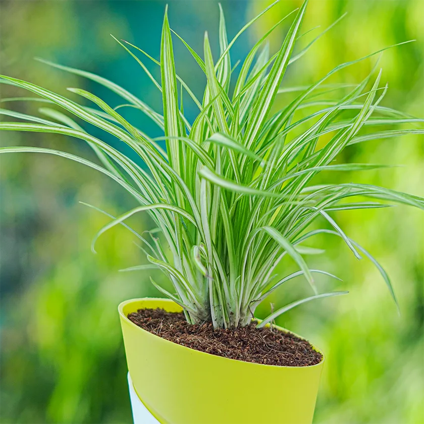 Spider-Plant1