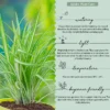 Spider-Plant3