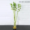 Spiral-Stick-Lucky-Bamboo