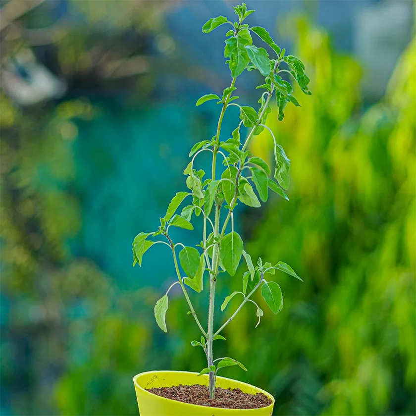 Tulsi-Plant1