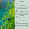 Tulsi-Plant2
