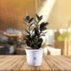 Zamia Green