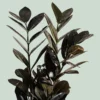 Zamia Green1