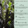 Zamia Green2