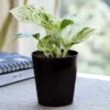 marvel-money-plant