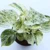 marvel-money-plant2