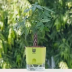 Braided Pachira Aquatic, Money Tree Bonsai With Self Watering Pot