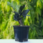 Black ZZ Plant With Green Self Watering Pot